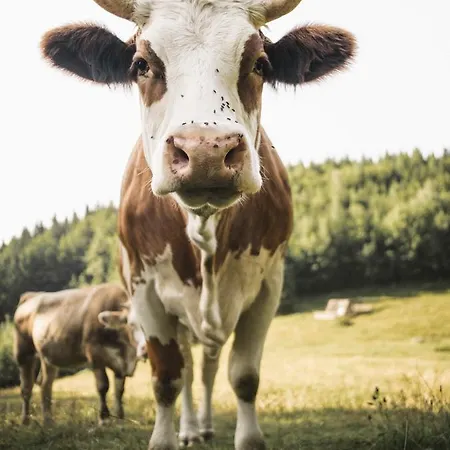 Naturparkresort Alte Schule *