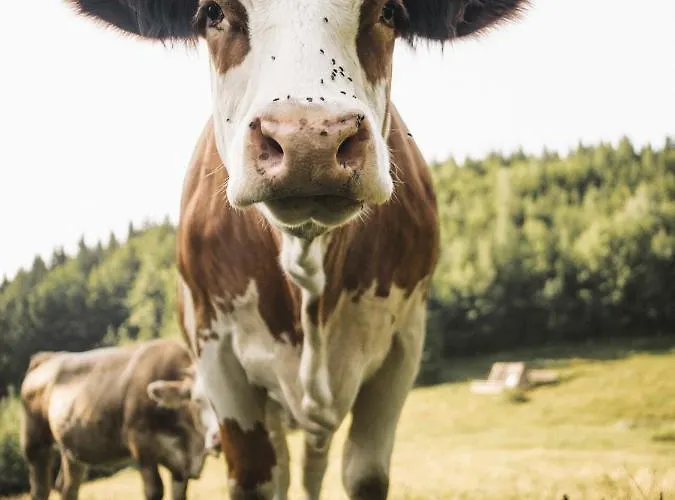Naturparkresort Alte Schule *